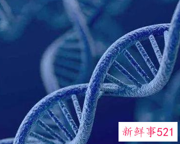 狼的祖先进化图