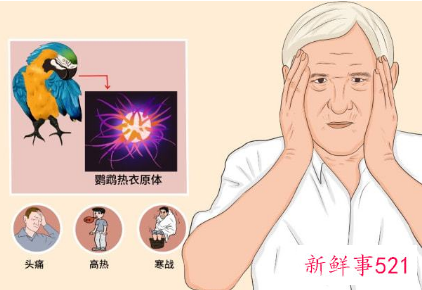 一女子确诊鹦鹉热原因竟是围观宰鸭