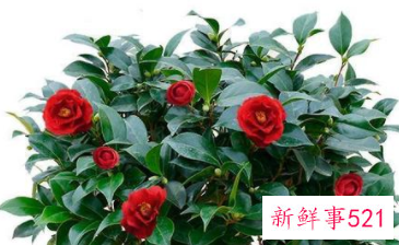 过年买的桃花会结果吗