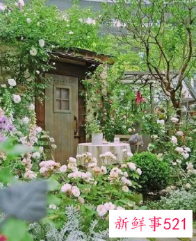 梦到别人院子开满了花