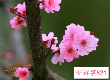 梦见山上桃花盛开是什么意思