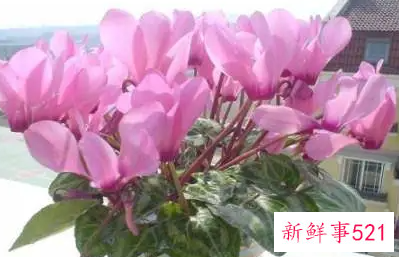 仙客来不开花怎么办