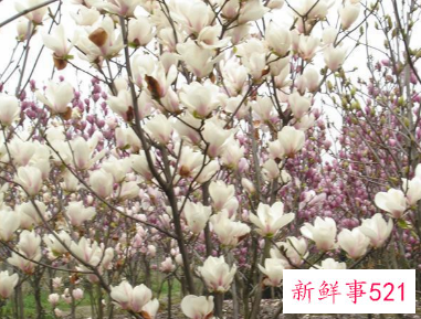 二乔木兰的品种简介