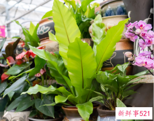 山苏花怎么养殖