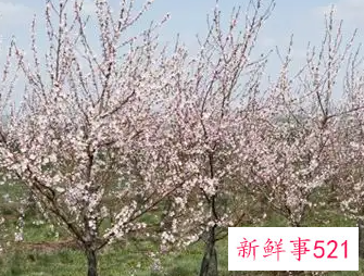 梦见树开花了是什么意思