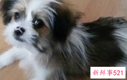西施犬饲养上需要注意的事项