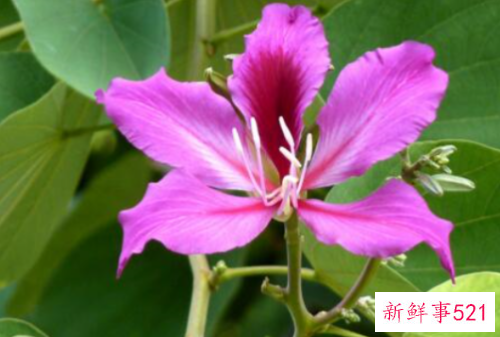 紫金花和紫荆花是不是一样