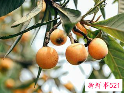 如何食用枇杷可以润肺止咳