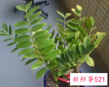 金钱树叶子发黄的原因及解决方法