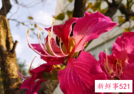 紫金花和紫荆花是不是一样