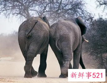 女人梦见大象攻击自己