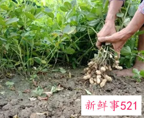 梦见拔花生有什么意思