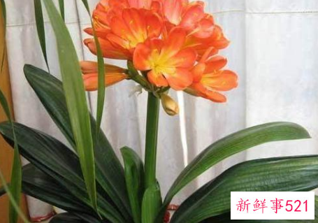 君子兰根部腐烂没根了怎么办