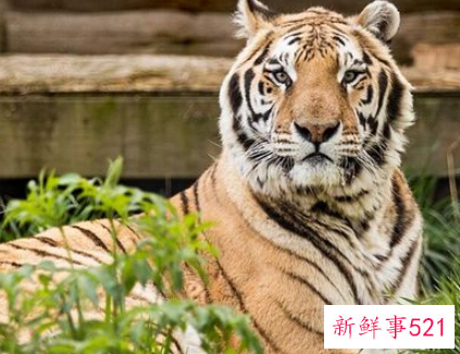 做梦家里养老虎代表什么