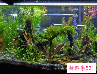 客厅摆什么镇宅又吉祥