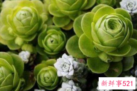 多肉根部杆子发黑