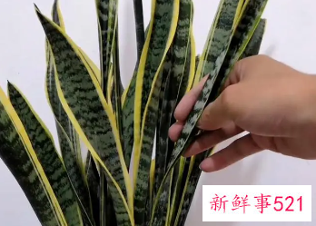 虎皮兰越冬养护