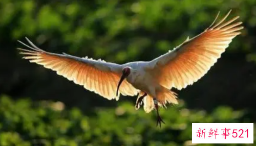 梦见自己会飞是什么征兆