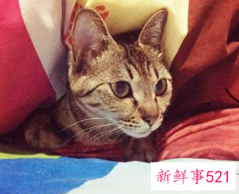 梦见猫来家里是什么意思