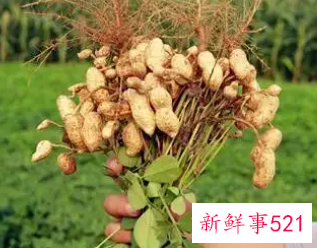 梦见拔花生有什么意思