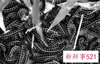 梦见虫子爬是什么意思