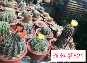 仙人球怎么才能爆头