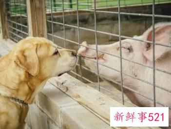 女猪男狗在一起好不好