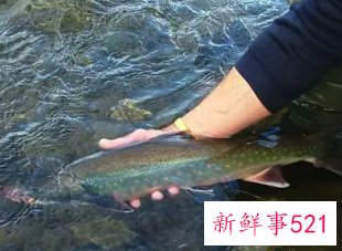 梦见别人手抓鱼要发财了