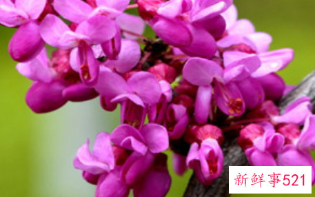 紫荆冬季短截造型能做不