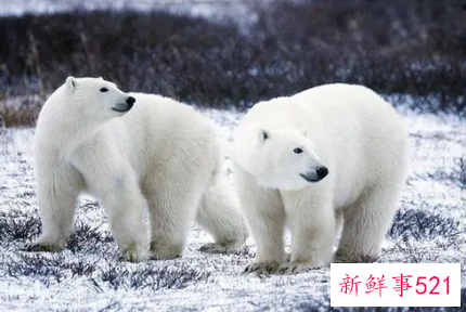 梦到熊是什么寓意