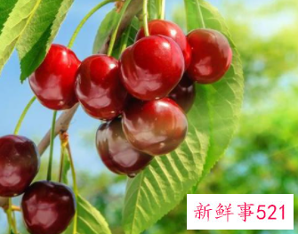 春天的时令食物