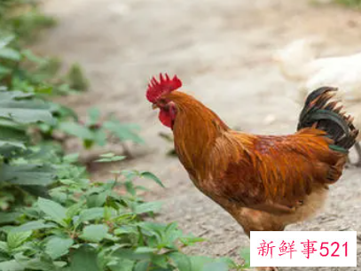 梦见公鸡在天上飞是什么意思