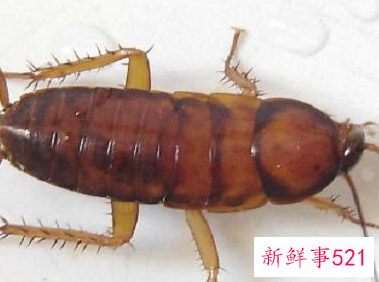 蟑螂害怕樟脑丸的味道吗