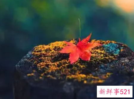 梦见欺负小孩子什么意思