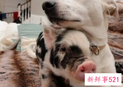 女猪男狗在一起好不好