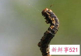 梦见虫子爬是什么意思