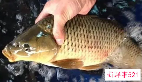 梦见家人放生一条巨型鱼