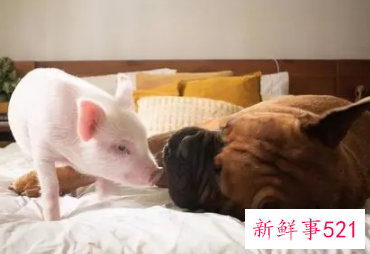 女猪男狗在一起好不好