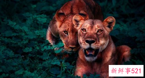 梦见躲避野兽有什么征兆