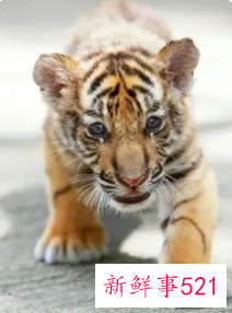 梦见小老虎在家里是什么意思