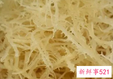 吃鹿角菜的好处