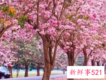 梦见树开花了是什么意思