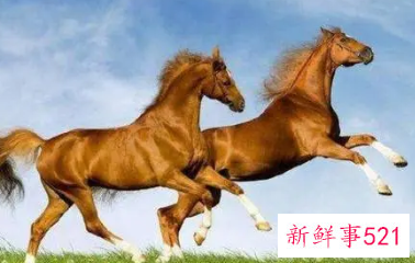 属马幸运数字有哪些