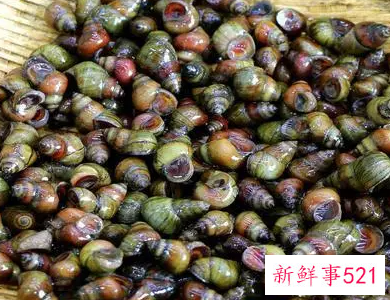 田螺不能和什么一起吃