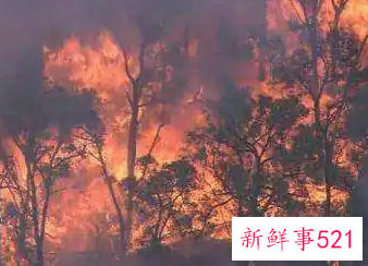 可以用水进行灭火的是