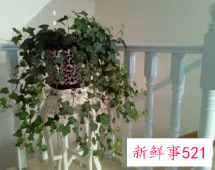 常春藤可以放卧室吗