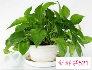 办公室最旺风水植物