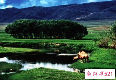 梦见绿洲代表什么寓意