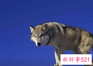 狼对人类有什么好处