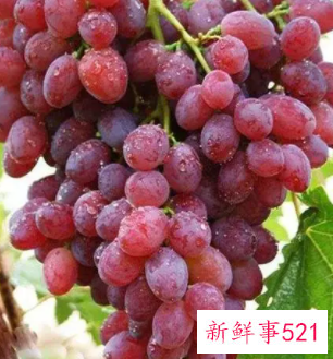 孕妇梦见吃红提子很甜